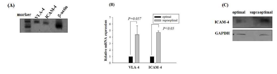 적혈구 세포와 관련된 ICAM-4와 VAL-4 발현