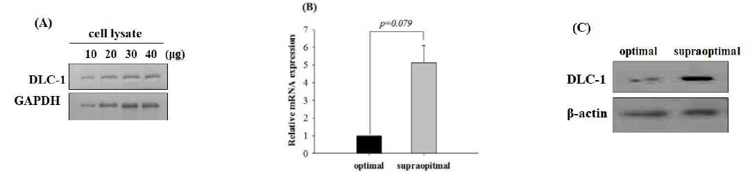 적혈구 세포에서의 DLC-1 발현