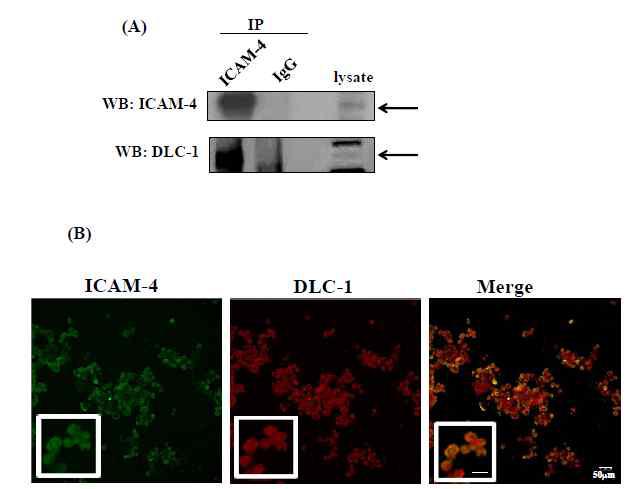 적혈구 세포내에서의 ICAM-4와 DLC-1 결합