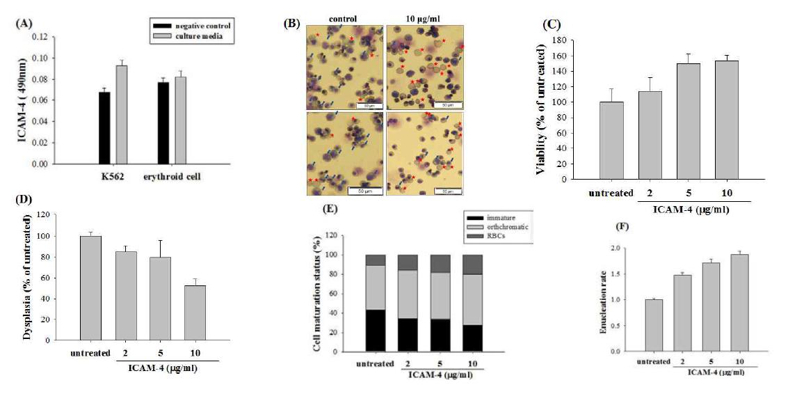 적혈구 세포 성숙단계에서의 수용성 ICAM-4의 효과