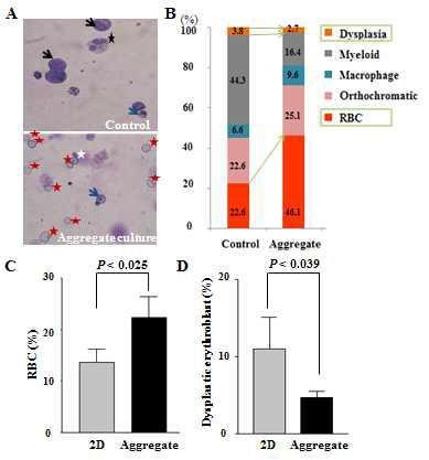 적혈구 세포의 최종 성숙(terminal maturation) 단계에서 2D plate 배양 (control)과 세포 aggregate 배양(3D cell packing)을 통해 후반부 세포 성숙률과 적혈구 생산량을 비교