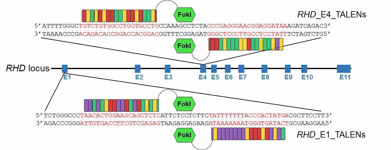 RHD gene에 작용하는 유전자 가위(TALEN)제작 위치