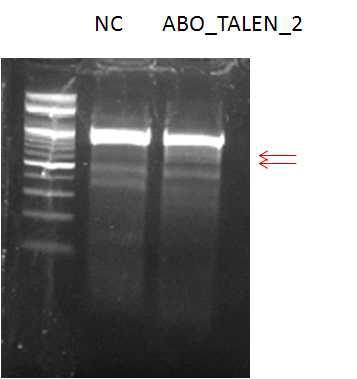 ABO_TALEN 후보군의 T7E1 assay 분석