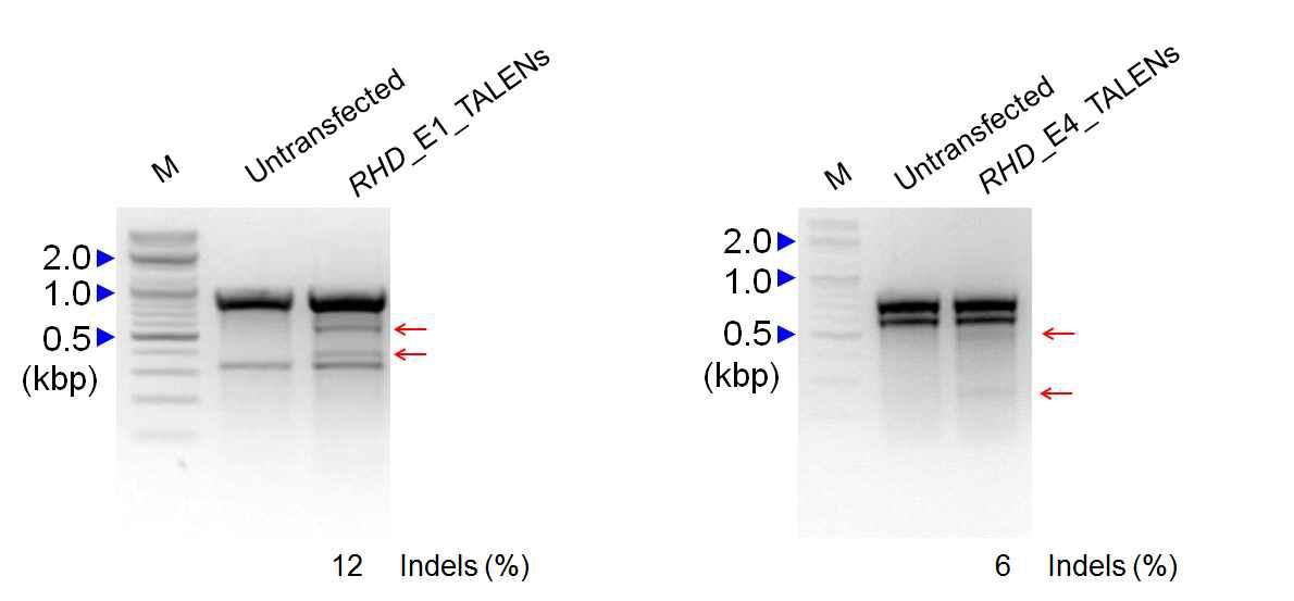exon1 과 exon4의 RHD_TALEN의 T7E1 assay 분석