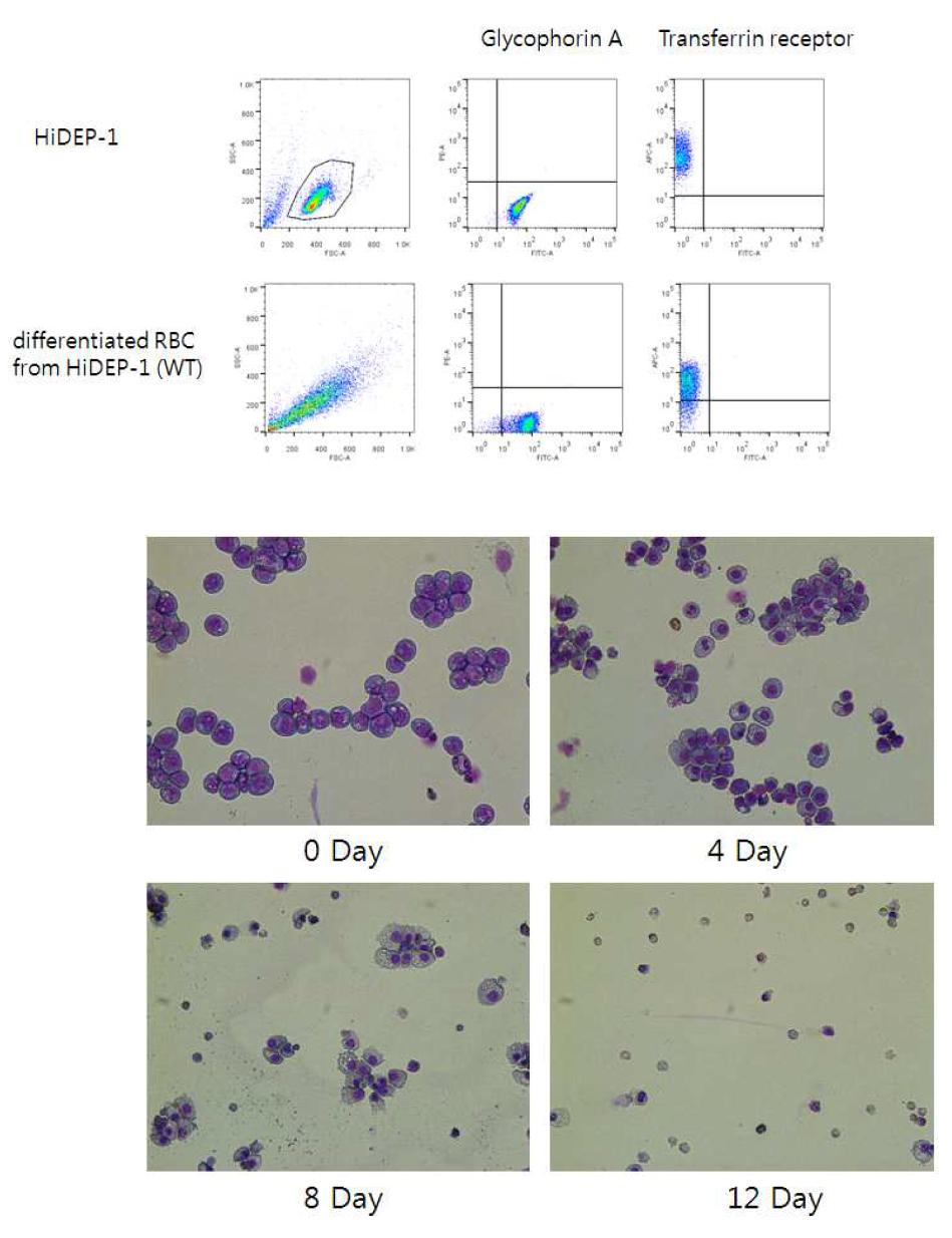 적혈구 전구세포(HiDEP-1)의 flow cytometry 및 giemsa staining을 통한 적혈구 분화 검증