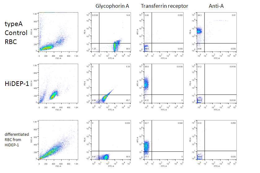 flow cytometry를 이용한 적혈구로 분화시킨 적혈구 전구세포의 A형 당단백질의 발현 여부 분석