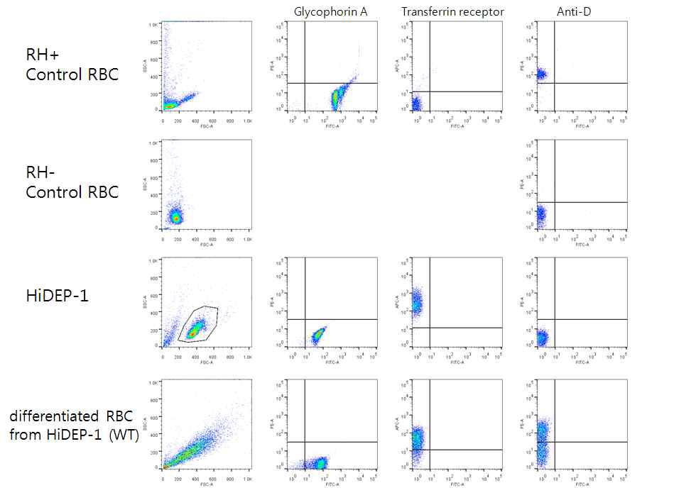 flow cytometry를 이용한 적혈구로 분화시킨 적혈구 전구세포의 RHD 막단백질의 발현 여부 분석