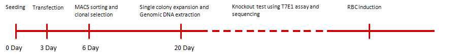 knockout 세포주 구축을 위한 전략도