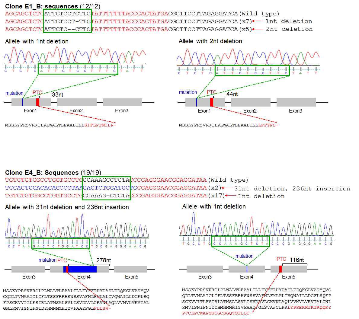 sequencing 분석을 통한 RHD knockout된 적혈구 전구세포(HiDEP-1)주의 구축 확인 및 검증