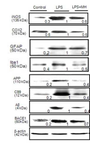 LPS에 의해 유도된 치매 마우스의 뇌에서 염증 및 치매 관련 단백질의 발현과 4-O-Methylhonokiol에 의한 치매 억제 효과