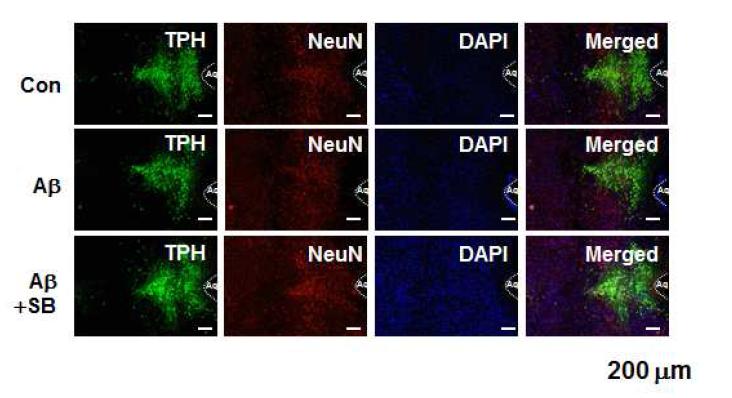 아밀로이드 베타 뇌내 투여 마우스에 SB271046의 복합투여를 통한 TPH(tryptophan hydroxylase)의 발현 증가