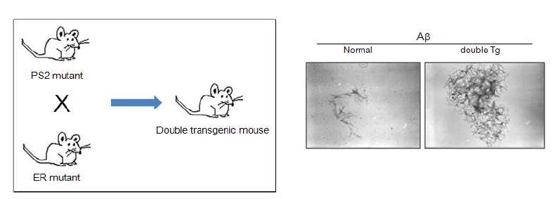 Double transgenic mouse model 구축