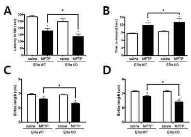 Estrogen Receptor Knock-out 마우스에 MPTP 투여시 나타나는 운동능력 장애도.