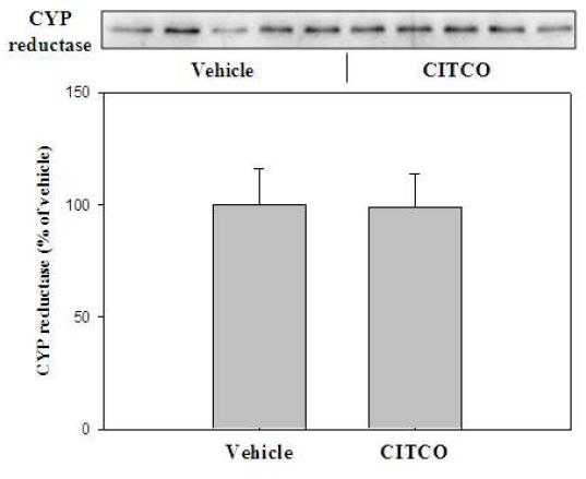 Changes in expression of CYP reductase