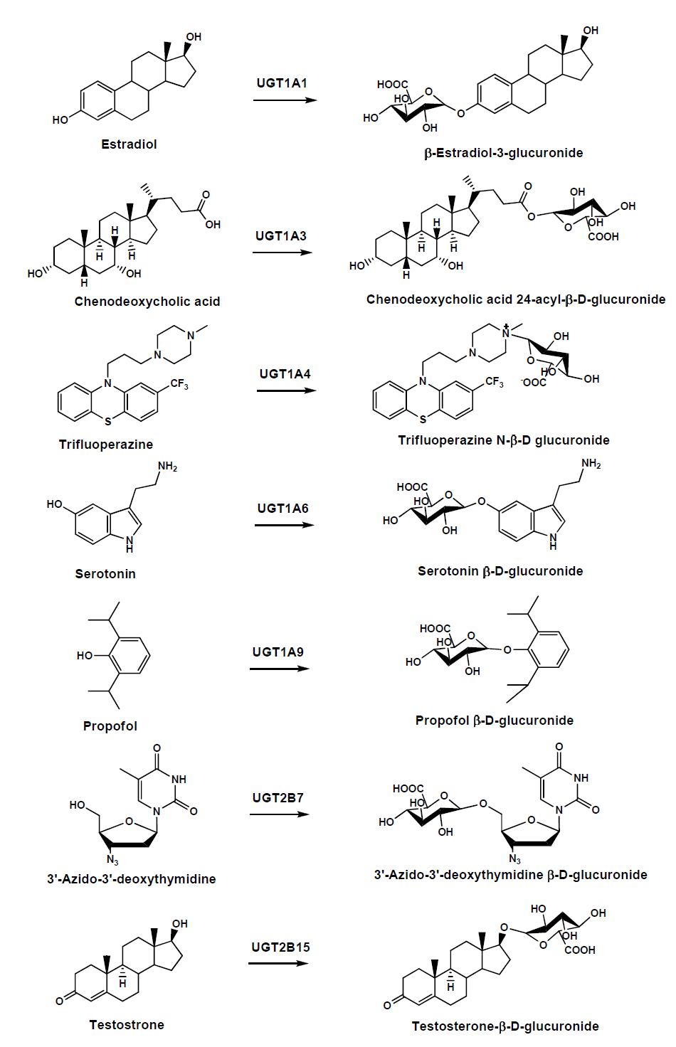 UGT isoform 기질과 대사체 구조