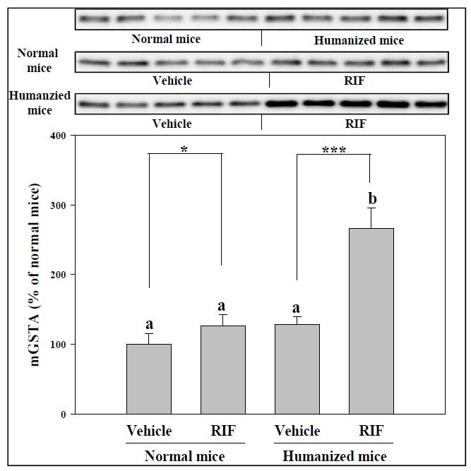 GST immunoblot 결과 - GST alpha