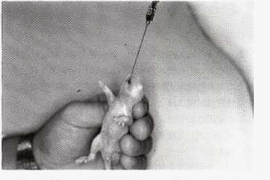 Oral administration method to infant rats by gastric zonde