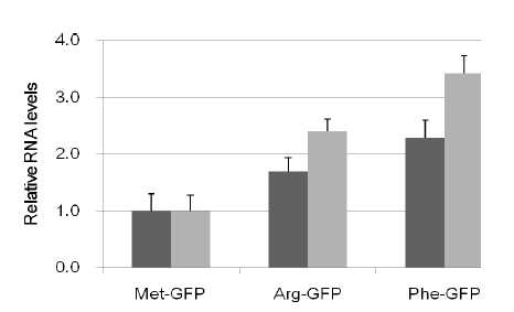 X-GFP 발현 레벨 비교. real-time PCR을 통하여, Met-, Arg-, Phe-GFP 단백질들의 mRNA 레벨을 비교하였음