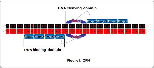 Zinc-Finger Nuclease (ZFN)