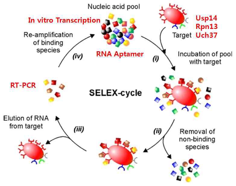 SELEX를 이용한 다양한 프로테좀 활성 조절 단백질의 aptamer 개발