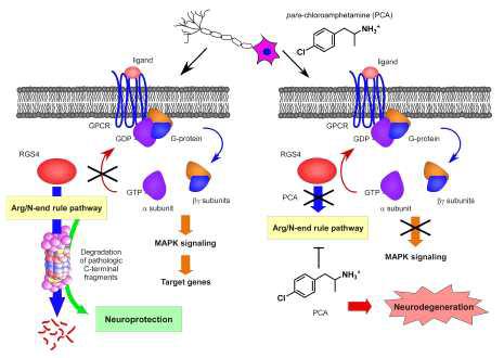 N-말단 법칙의 RGS 단백질과 GPCR 신호기작을 통한 신경세포보호 기능을 제시하는 모식도