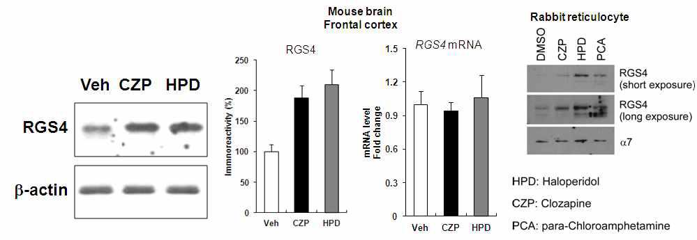 항정신병약물 clozapine 및 haloperidol이 mouse brain frontal cortex에서 RGS4 단백질 증가를 mRNA 발현 변화 없이 유발하였음