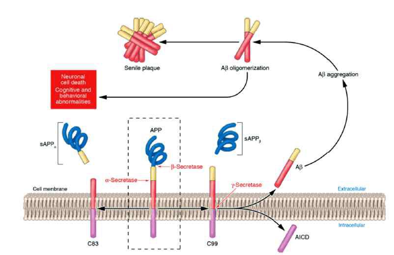 아밀로이드 전구 단백질의 단백분해 과정과 Aβ 축적