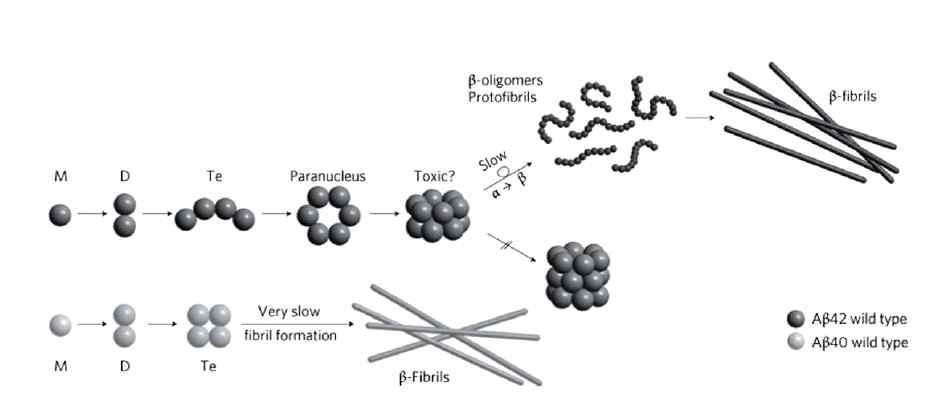 Aβ1-40 와 Aβ1-42의 올리고머화 과정