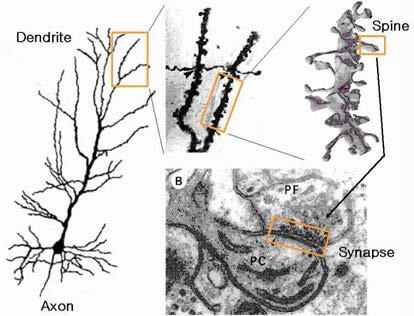 신경세포의 수상돌기 가시의 시냅스 형성