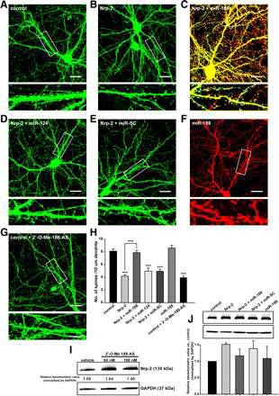 miR-188은 neuropilin-2 (Nrp-2)에 의한 수상돌기 가시 밀도 감소를 회복시킴