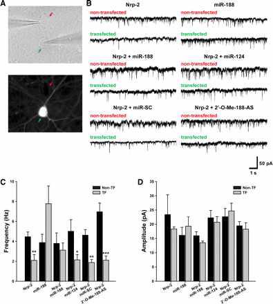 miR-188은 neuropilin-2 (Nrp-2)에 의한 시냅스 전도 감소를 회복시킴