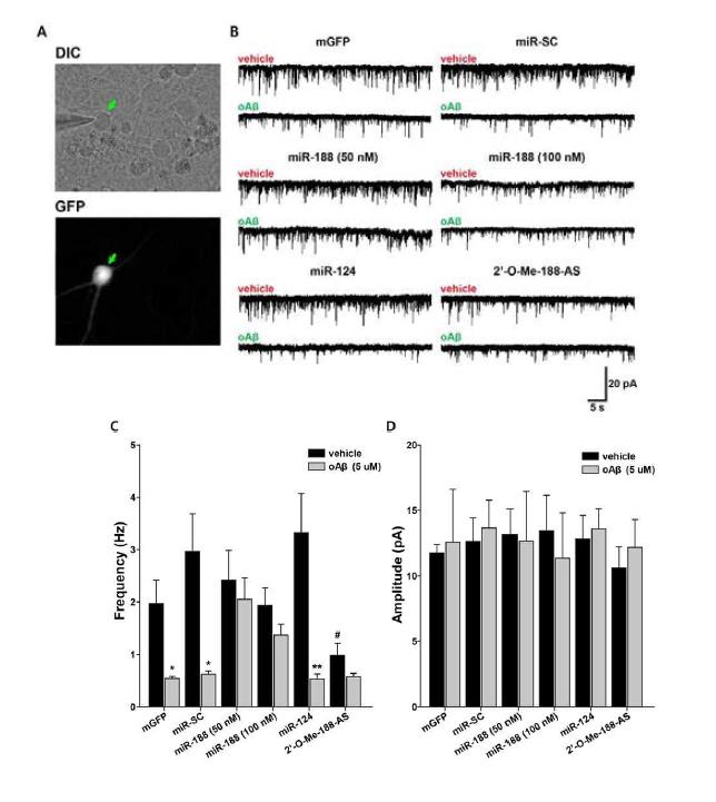 1차 배양 해마 신경세포에 Aβ1-42 처리 후 mEPSCs 감소가 miR-188처리에 의해 회복됨