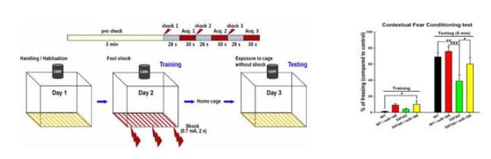 (왼쪽 그림) fear conditioning test 수행 과정 (오른쪽 그림) fear conditioning test 결과 miR-188을 과발현 시킨 5XFAD 마우스에서 관찰되는 기억력 저하가 miR-188 과발현에 의해 유의적으로 회복됨