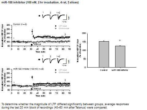 12개월의 Tg2576 mice 뇌 해마 절편에 miR-188 2’-O-methyl antisense oligonucleotide 처리 후 LTP유도가 부분적으로 억제됨을 확인