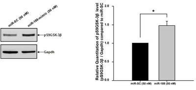 1차 배양 해마 신경세포에 miR-188 올리고뉴클레오티드 처리 후 GSK-3β의 불활성 형태인 serine 9 인산화형의 감소