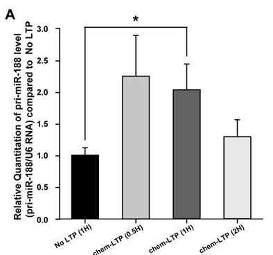 랫트 해마 절편에 화학적 LTP 1시간 후 primary miR-188의 발현의 유의적 증가 확인