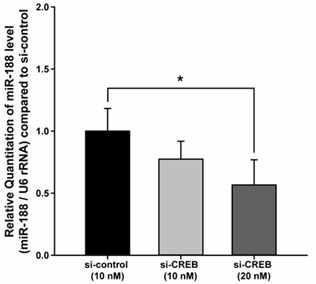 1차 배양 해마 신경세포에 CREB siRNA 처리 후 miR-188 감소 확인