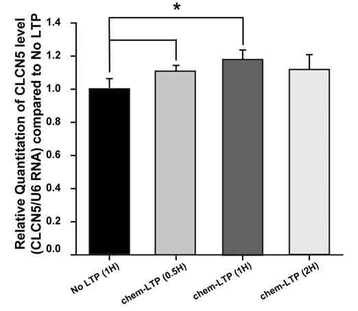 화학적 LTP 조건하에서 Clcn 5의 발현 증가 확인
