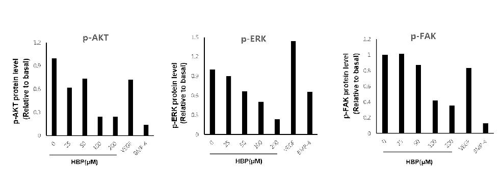 HBP를 처리한 TCM에 의한 p-Akt, p-ERK, p-FAK protein level의 정량