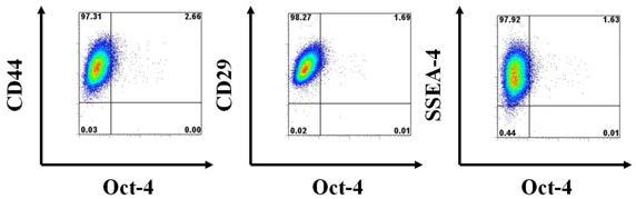 MDA-MB-231에서 Oct-4와 줄기세포 세포 표면마커의 발현양상 확인