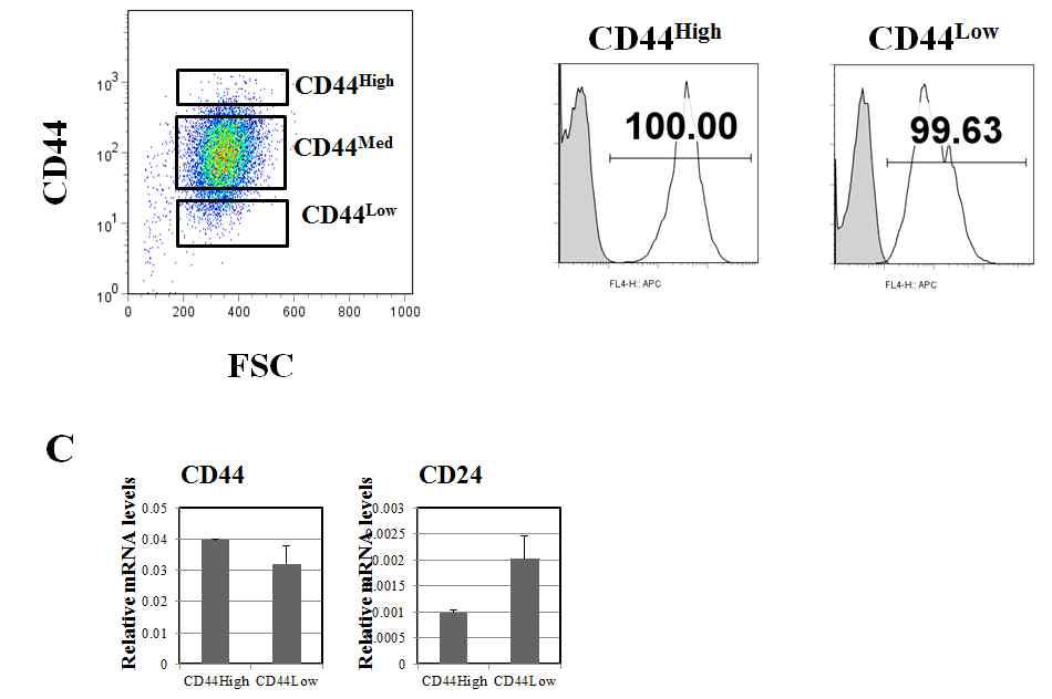 MDA-MB 231 세포에서 CD44의 발현 분석 및 세포분리 후 CD44와 CD24의 발현 비교