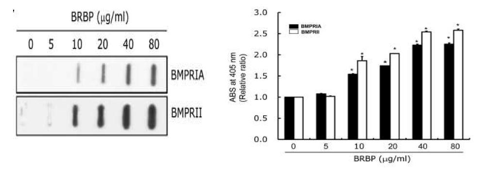 BMPR에 대한 BRBP의 binding assay