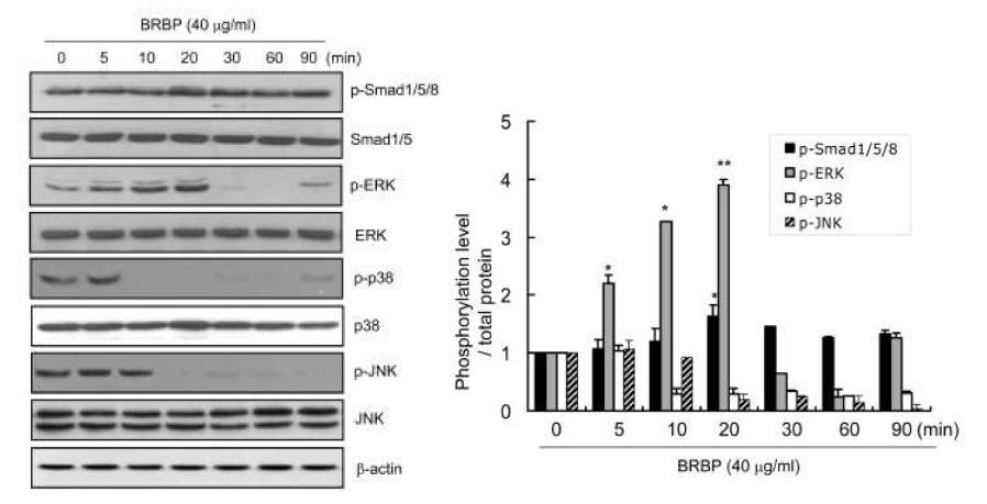 BRBP를 시간대 별로 처리하였을 때 signaling protein의 phosphorylation 정도