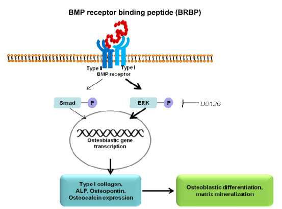 줄기세포 분화를 유도하는 BRBP의 골분화 유도 신호 전달 과정