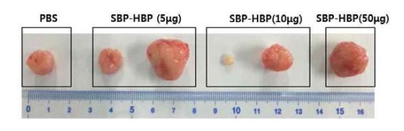 각각의 농도로 SBP-HBP를 3주간 투여 후 종양조직 적출