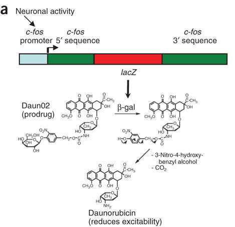 β-gal에 의해서 활성화 되는 과정에 따른 Daun02의 분자 구조