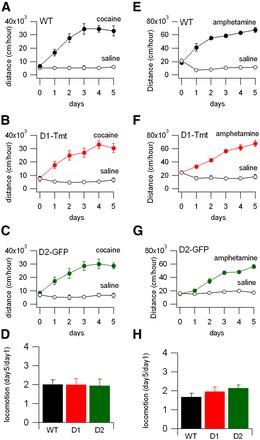 Wild-type, D1-tdTomato, 그리고 Drd2-EGFP마우스에서 중독성 약물에 대한 행동민감화 정도 비교