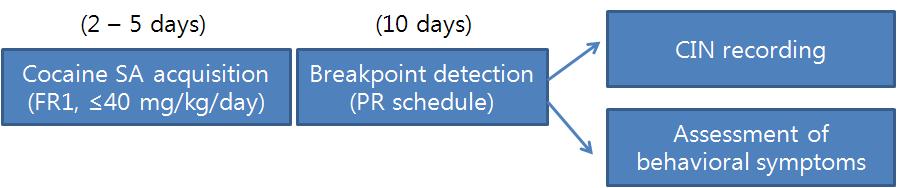 마우스에서 중독 증상을 유도하기 위한 행동실험 스케쥴