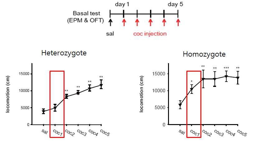 Heterozygote와 Homozygote의 코카인 행동민감화 결과