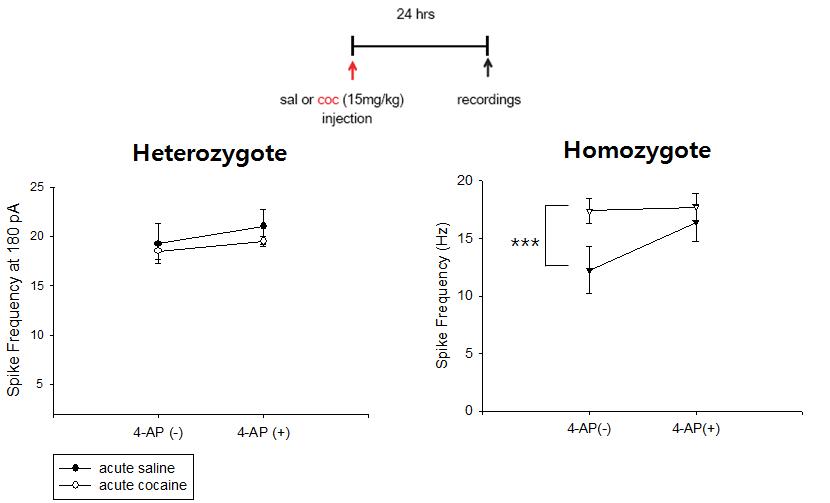 Homozygote에서 일어나는 지나치게 민감한 세포막 흥분도의 감소도 장기적인 약물을 노출당한 정상 마우스와 같이 Kv채널 의존적이었음.